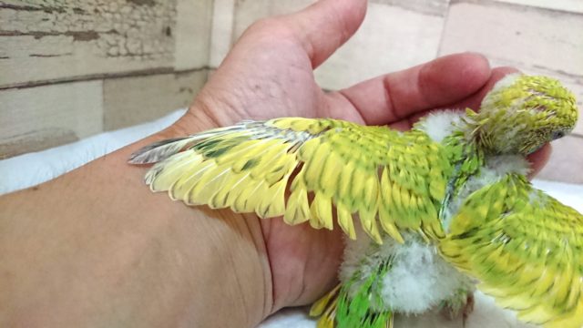 鮮やかなー黄緑色☆ セキセイインコ スパングルになります♪2021 7月23日 セキセイインコ