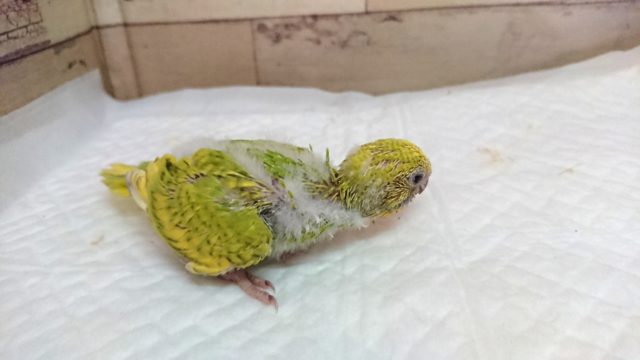 鮮やかなー黄緑色☆ セキセイインコ スパングルになります♪2021 7月23日 セキセイインコ