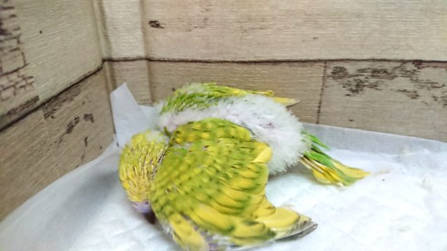 鮮やかなー黄緑色☆ セキセイインコ スパングルになります♪2021 7月23日 セキセイインコ