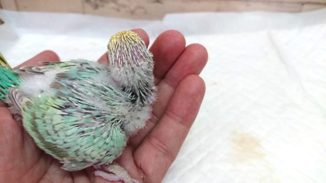 セキセイインコ