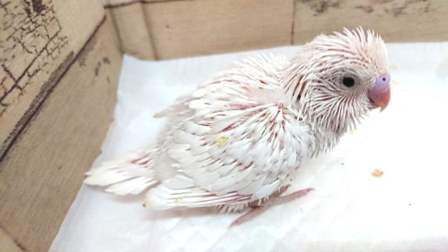 久々真っ白のセキセイインコ~ ダブルファクター ホワイト 2021 7月23日 セキセイインコ