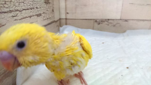 セキセイインコ