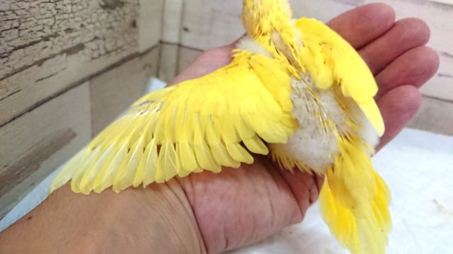 セキセイインコ
