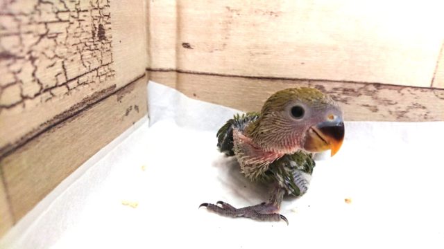 コザクラインコ（小桜インコ）