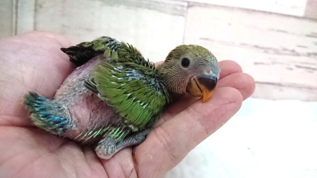 コザクラインコ（小桜インコ）