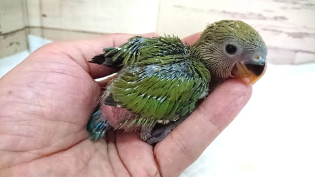 コザクラインコ（小桜インコ）