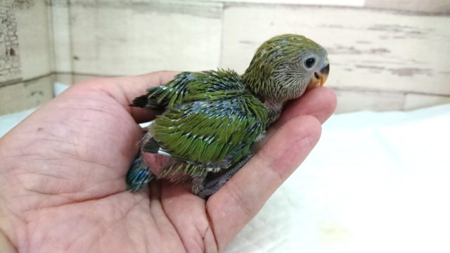 コザクラインコ（小桜インコ）