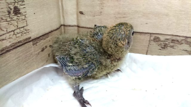 コザクラインコ（小桜インコ）