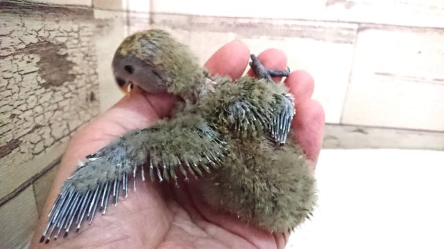 コザクラインコ（小桜インコ）