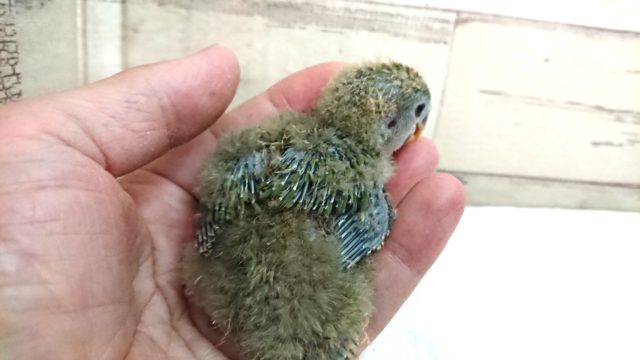 コザクラインコ（小桜インコ）