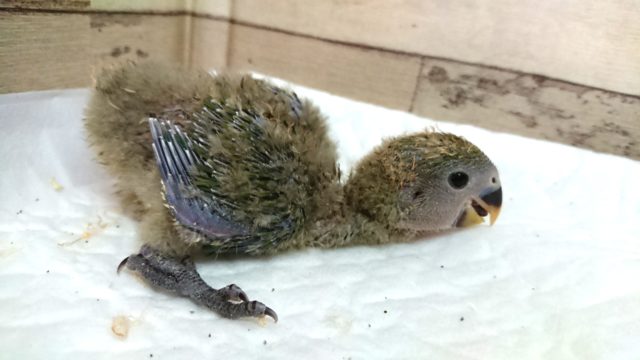 コザクラインコ（小桜インコ）