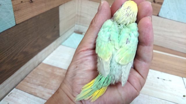 セキセイインコ