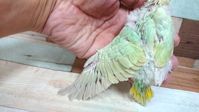 セキセイインコ