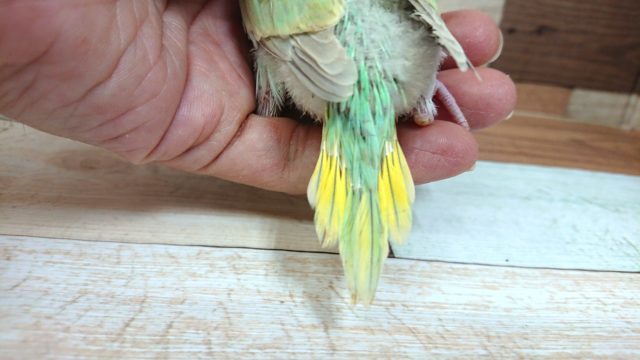 セキセイインコ
