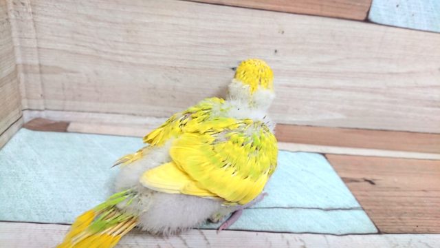 セキセイインコ