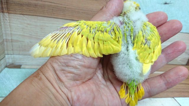 セキセイインコ