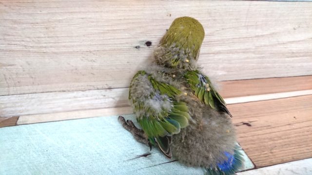 コザクラインコ（小桜インコ）