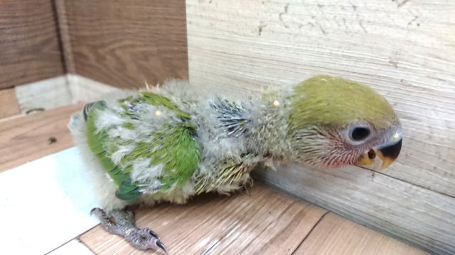 コザクラインコ（小桜インコ）