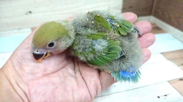 コザクラインコ（小桜インコ）