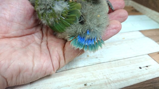 コザクラインコ（小桜インコ）