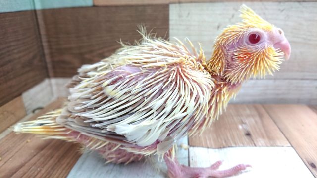 オカメインコ