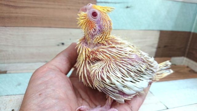 オカメインコ