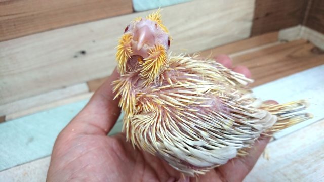 オカメインコ