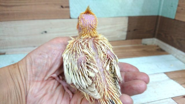 オカメインコ