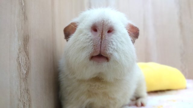 テディ✕クレステッド