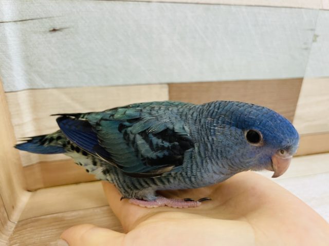 サザナミインコ