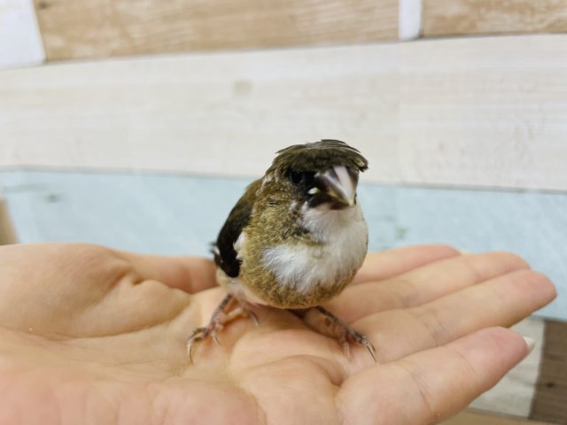 十姉妹（ジュウシマツ）