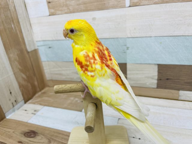 ビセイインコ（美声インコ）