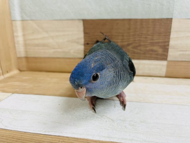 サザナミインコ