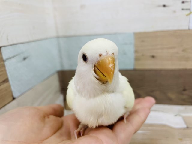 コザクラインコ（小桜インコ）