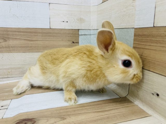 ネザーランドドワーフ