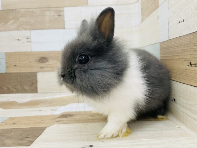 ライオンラビット