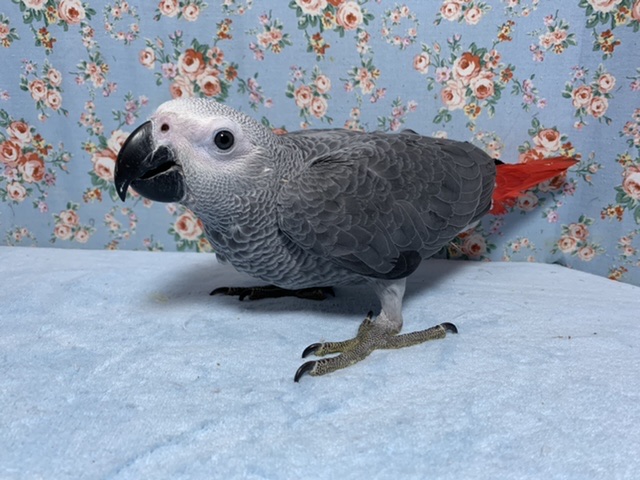 💙ヨウム 男の子💙 7月25日 ヨウム