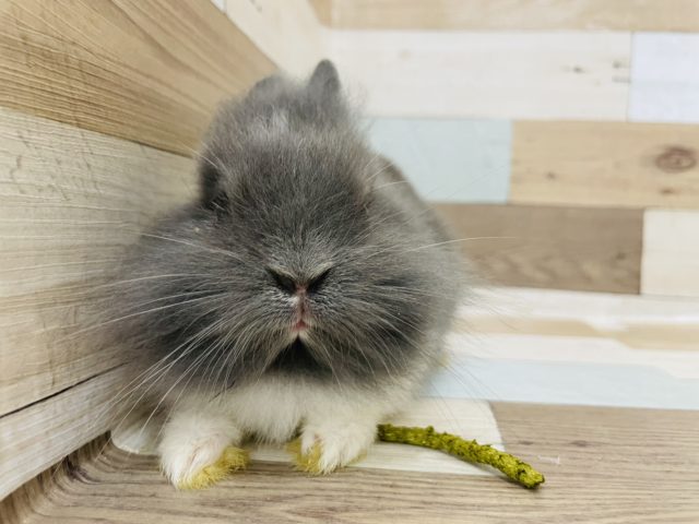 ライオンラビット