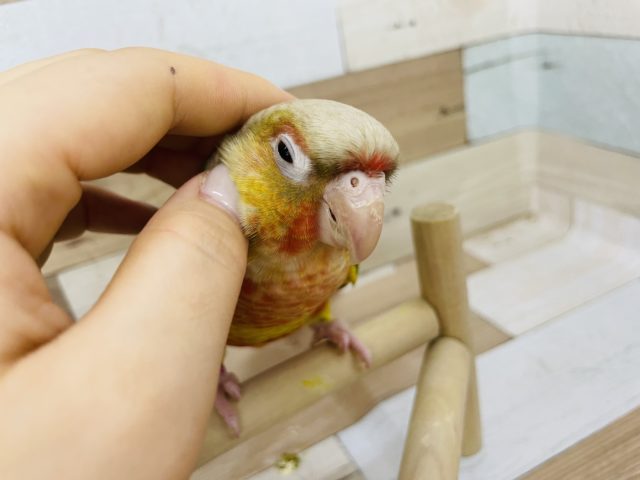 ホオミドリウロコインコ