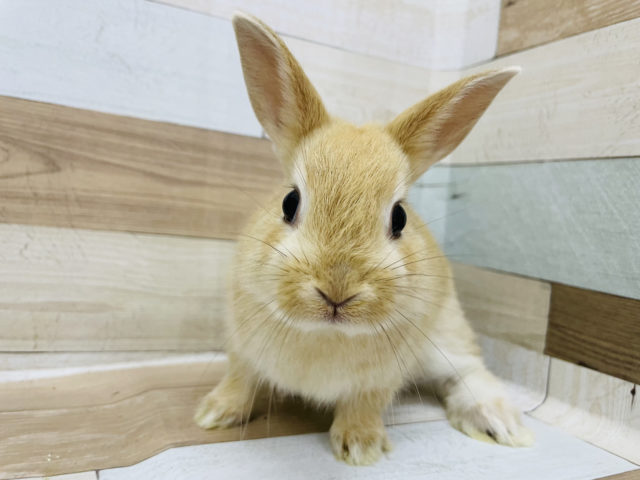 ネザーランドドワーフ