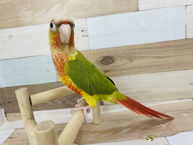 ホオミドリウロコインコ
