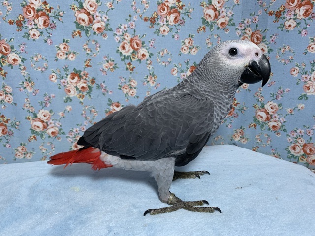 💙ヨウム 男の子💙 7月25日 ヨウム