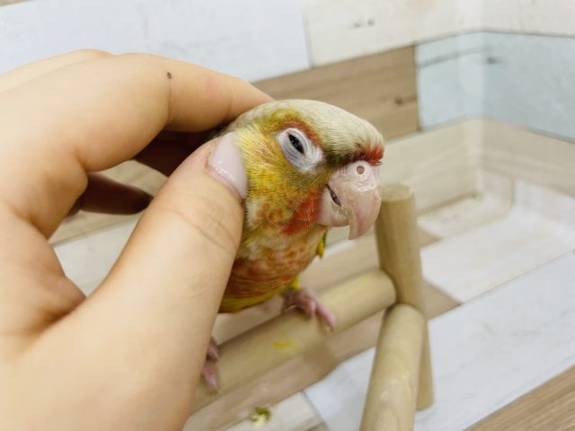 ホオミドリウロコインコ
