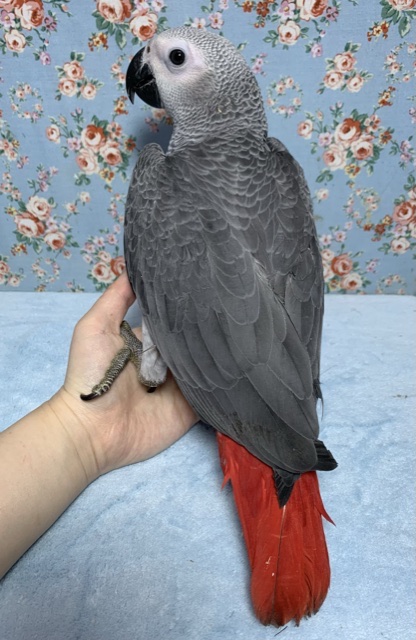 💙ヨウム 男の子💙 7月25日 ヨウム