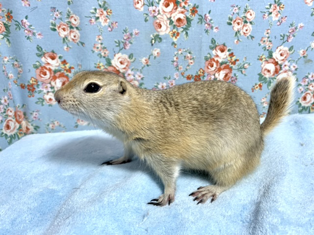 リチャードソンジリス