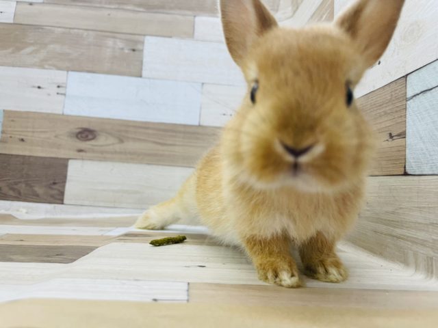 ネザーランドドワーフ