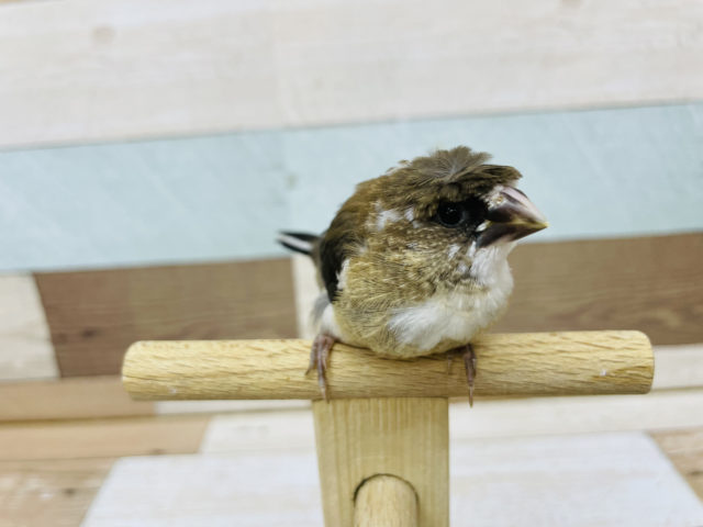 十姉妹（ジュウシマツ）