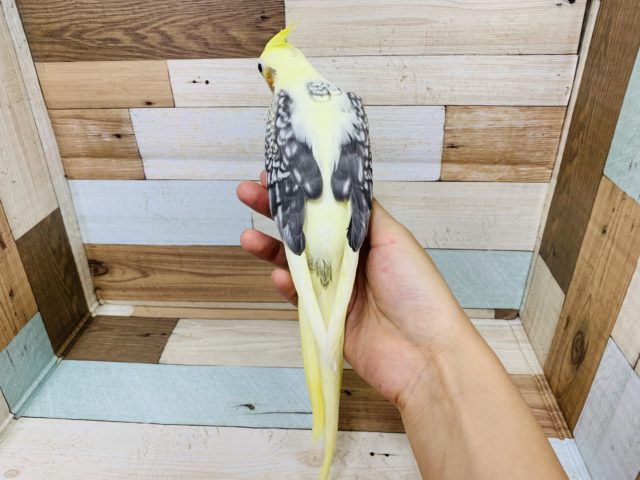 1人餌になり模様がでました♪オカメインコ パールパイドです! オカメインコ