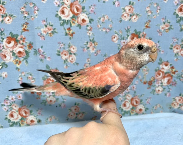 アキクサインコ（秋草インコ）