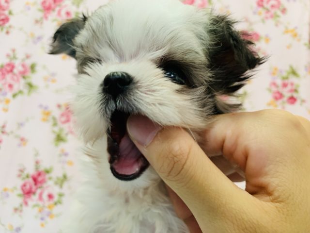 チワマル（マルチワ）